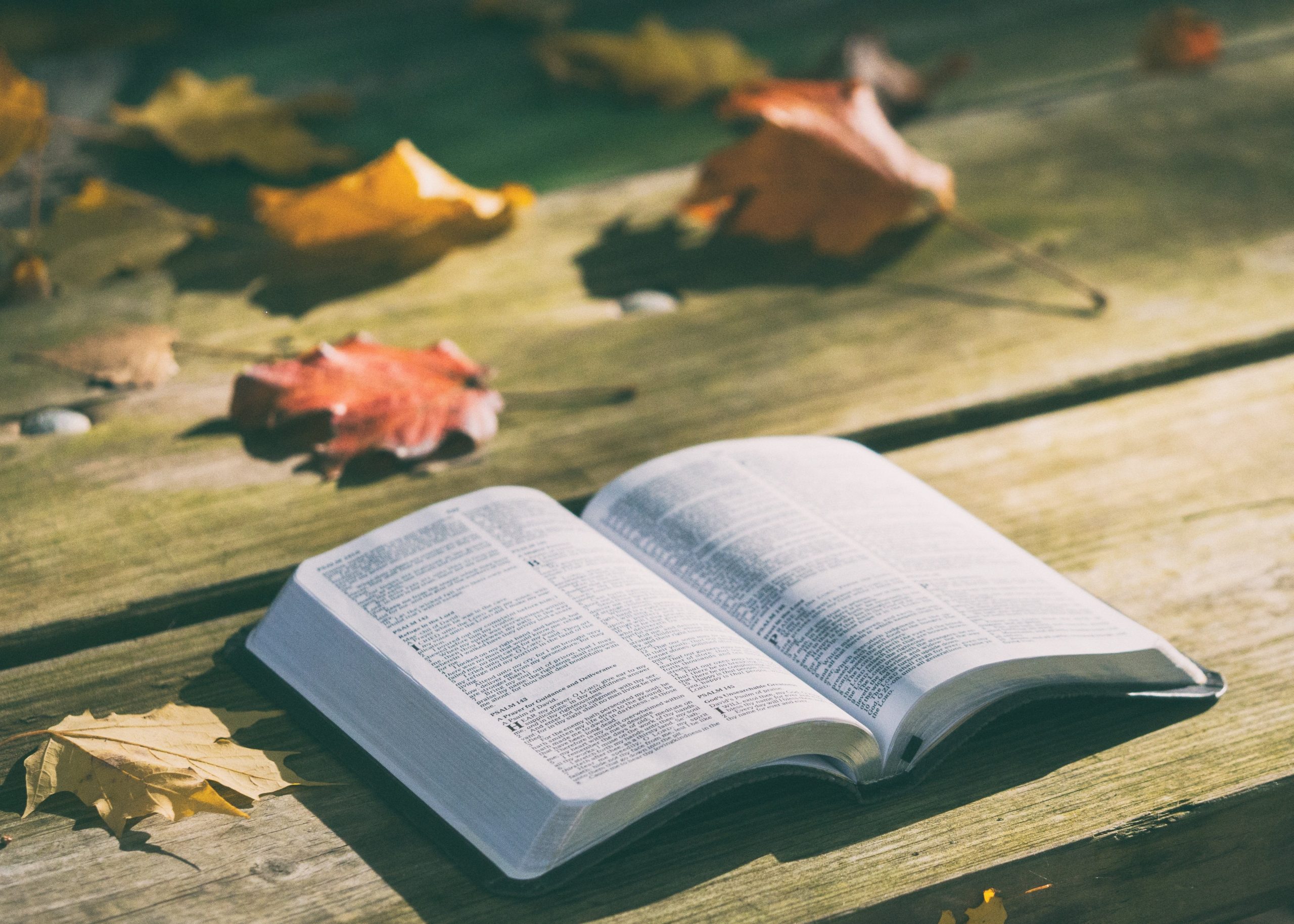 soft natural light open bible peaceful outdoor scene